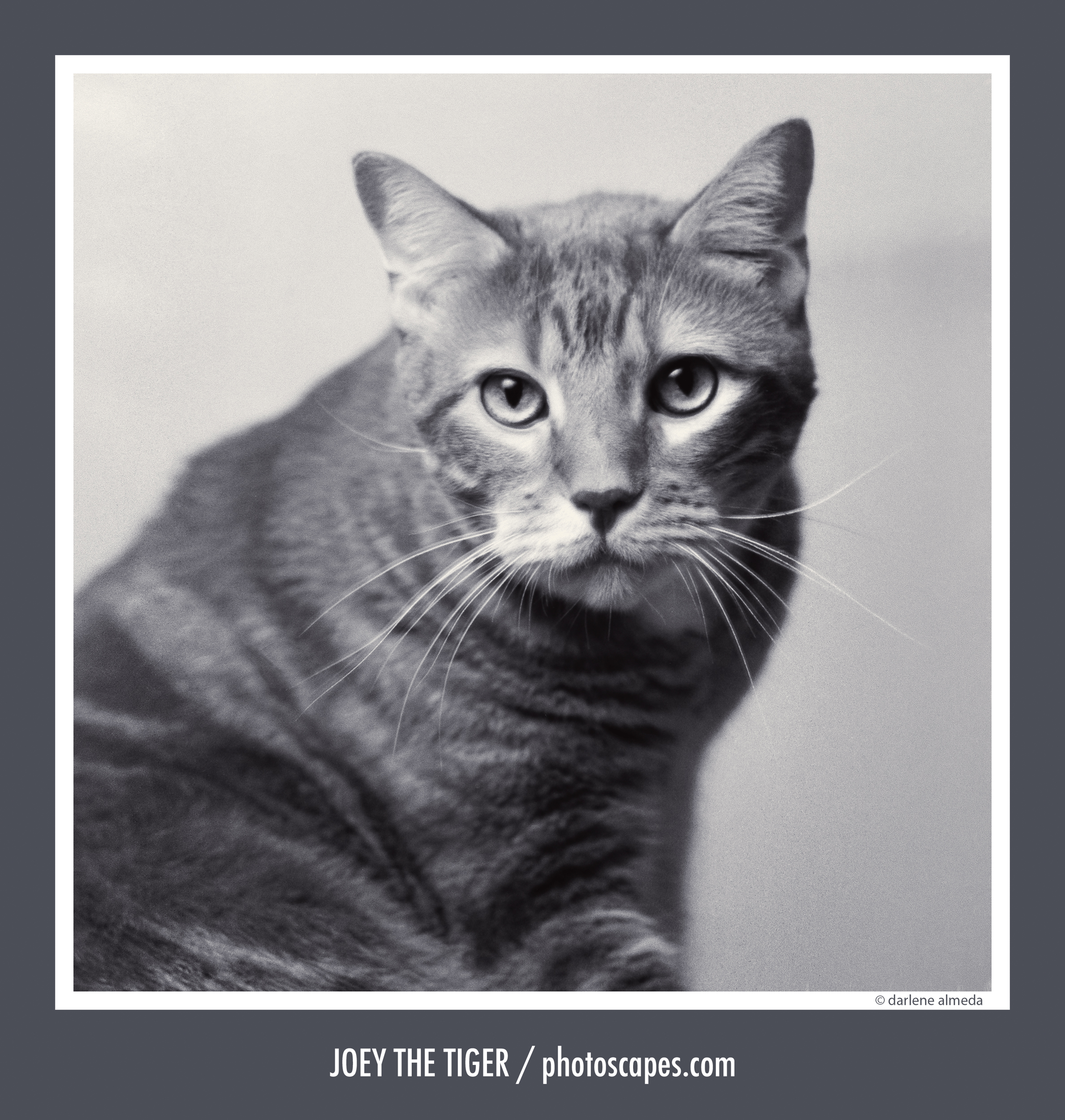 The Post Shoot: Classic Pet Portraits on Film