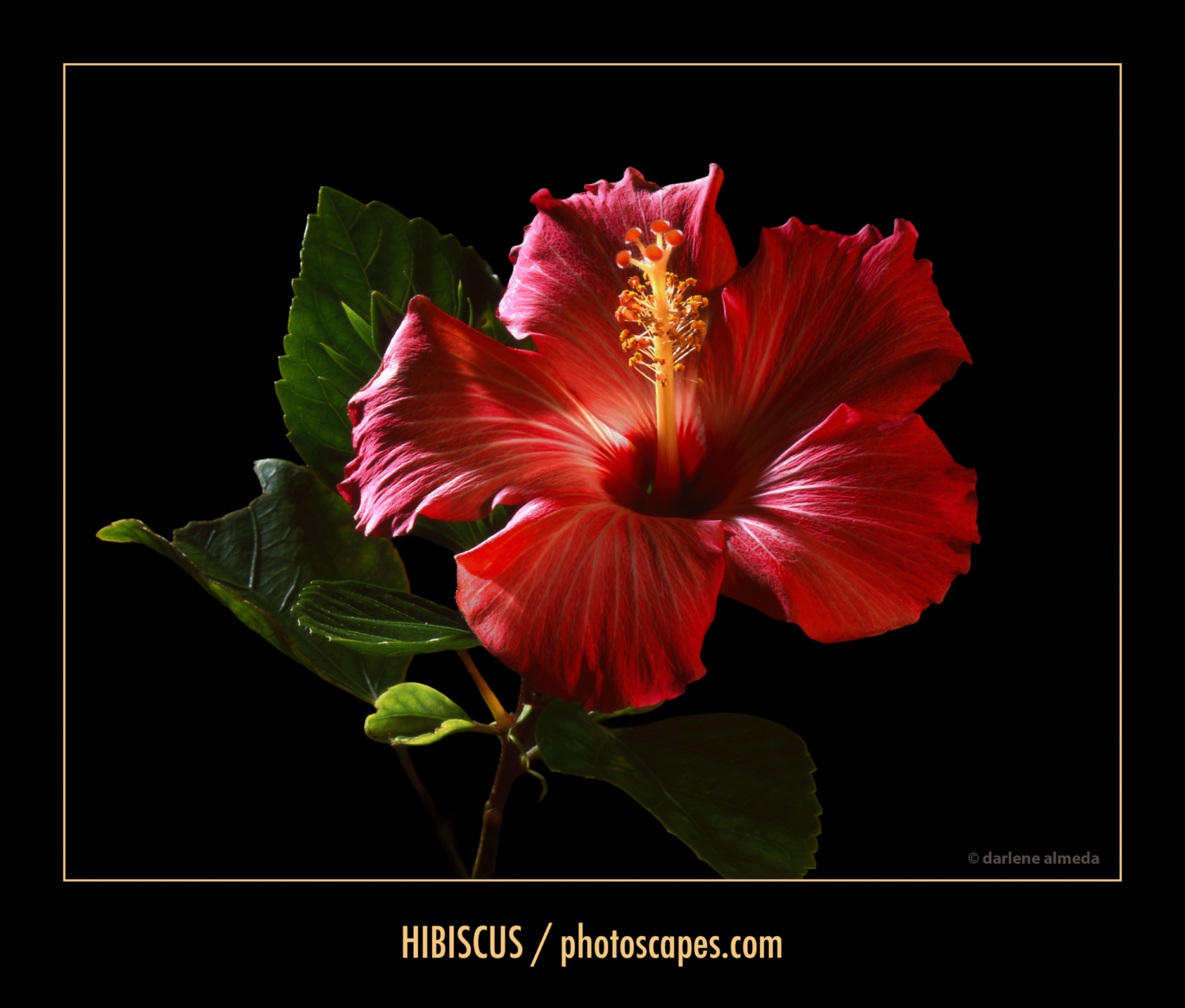 HIBISCUS