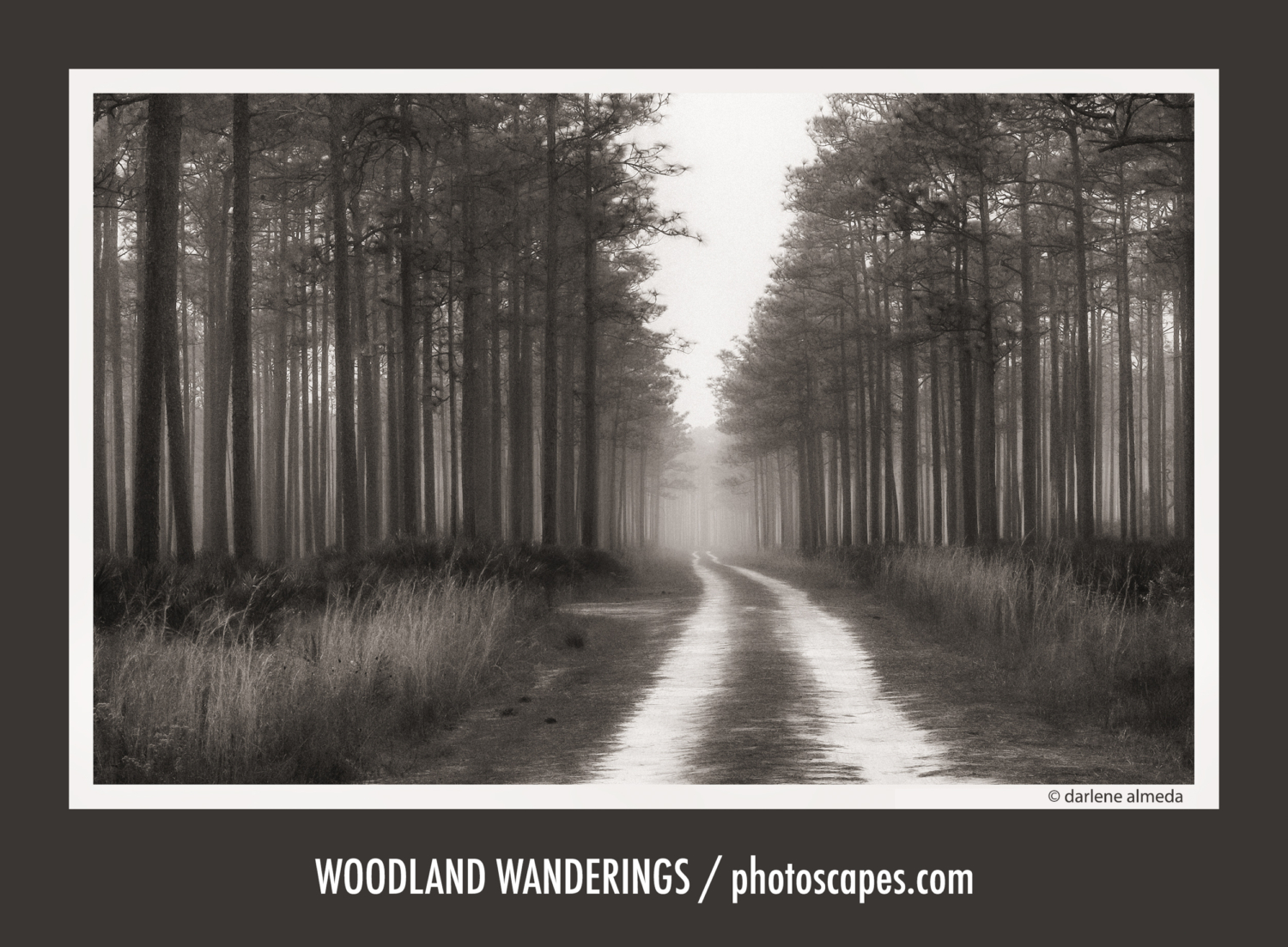 WOODLAND WANDERINGS