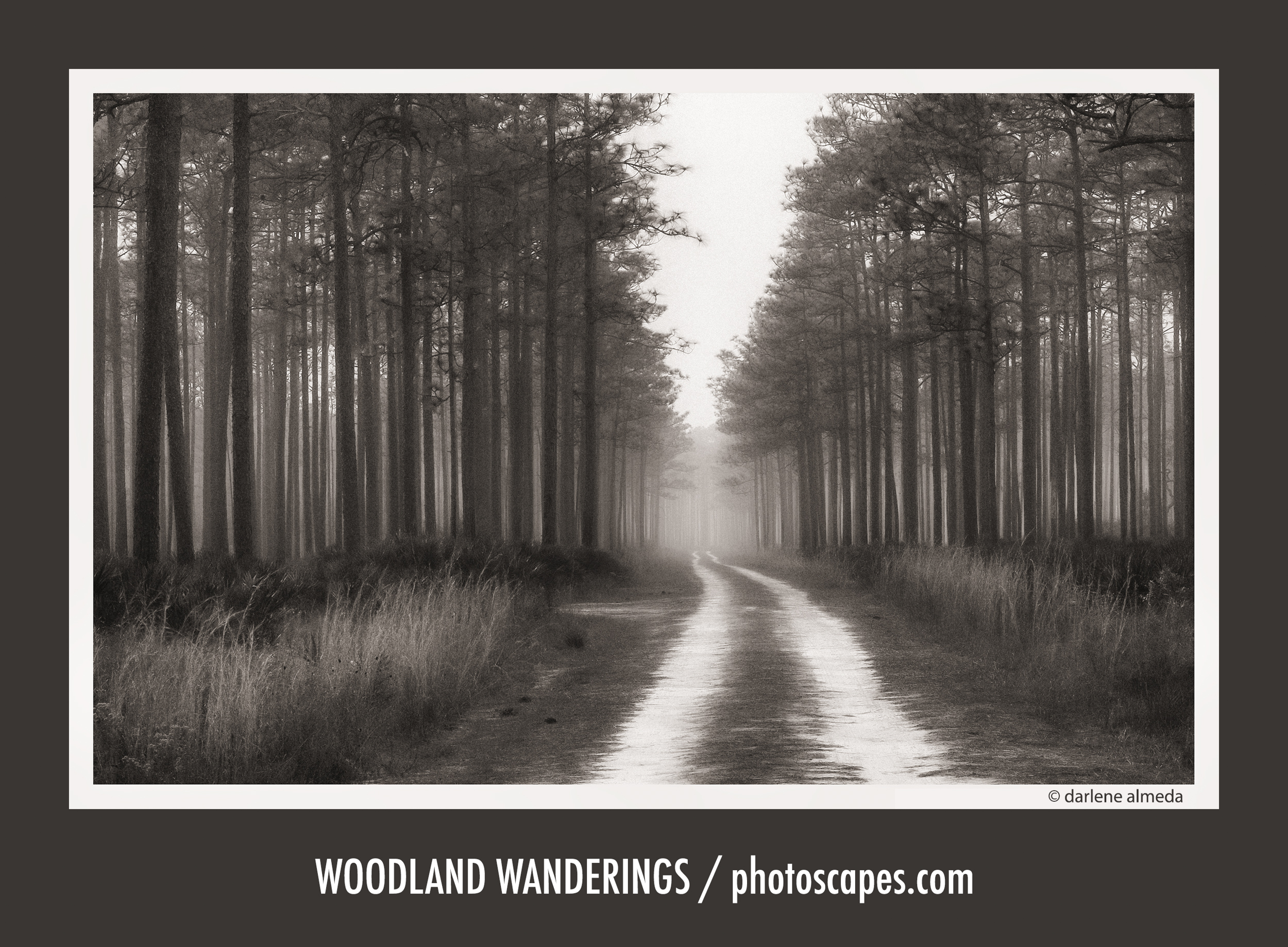 WOODLAND WANDERINGS