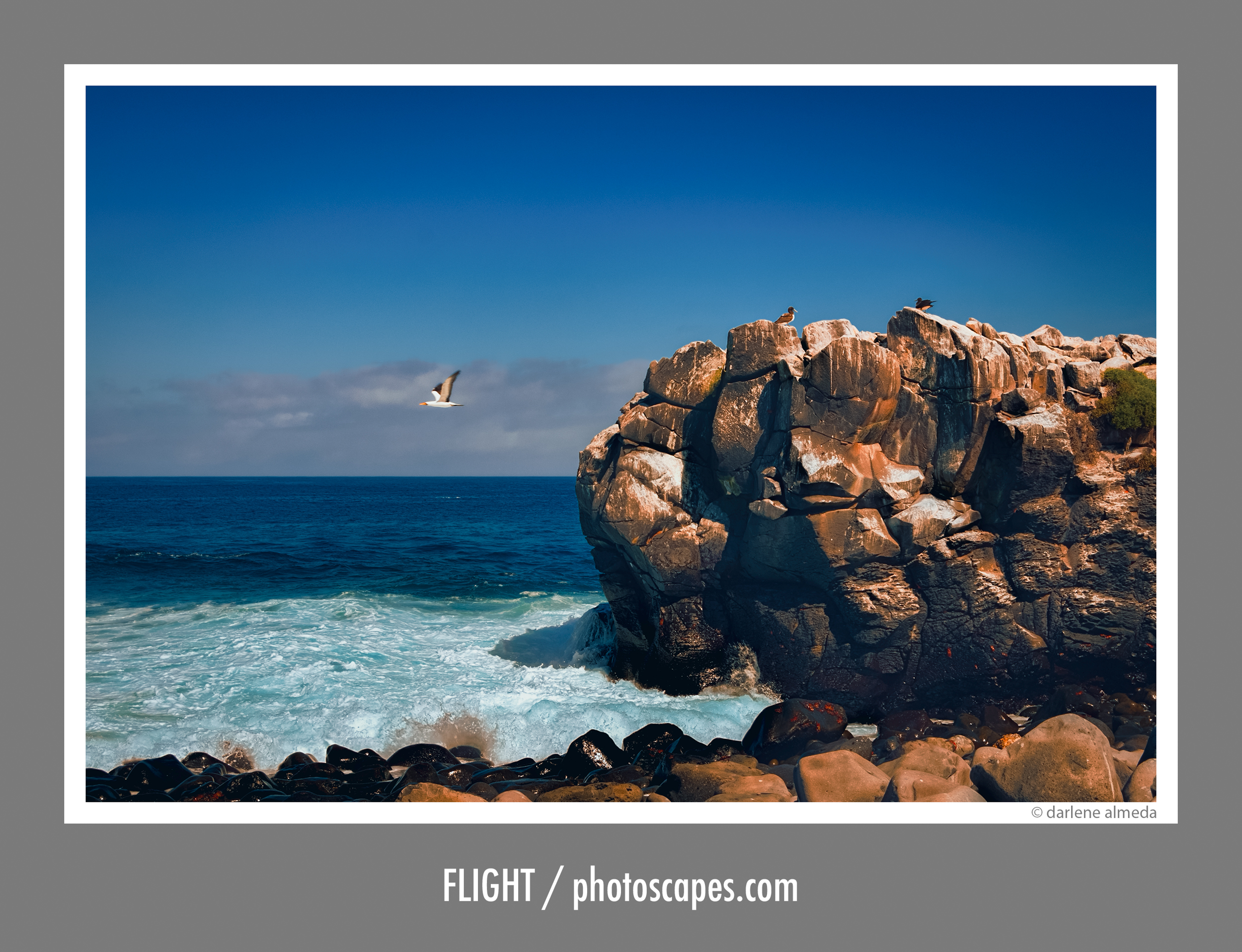 FLIGHT - GALAPAGOS ISLANDS