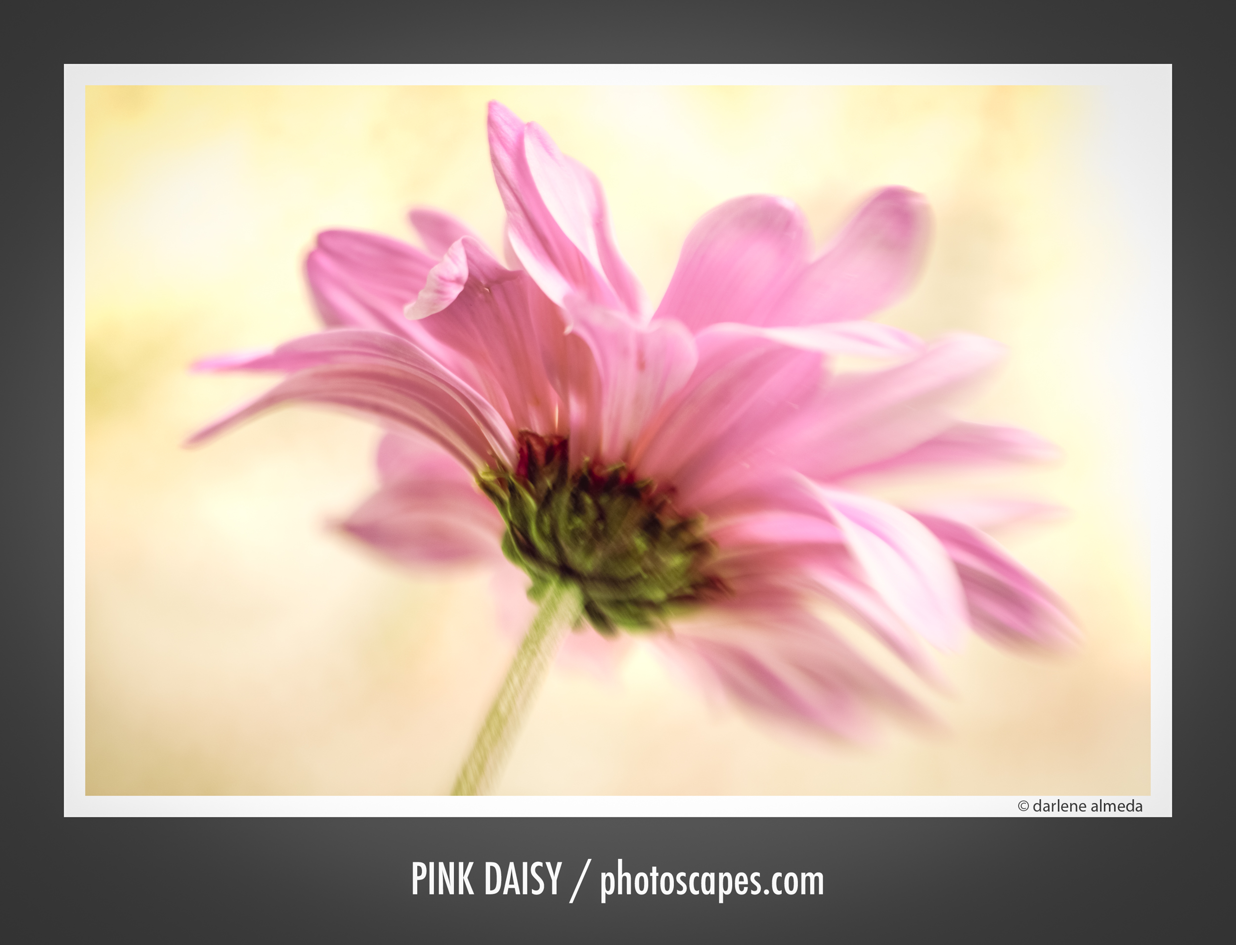 PINK DAISY