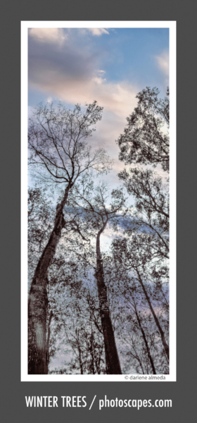 WINTER TREES