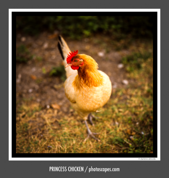 PRINCESS CHICKEN