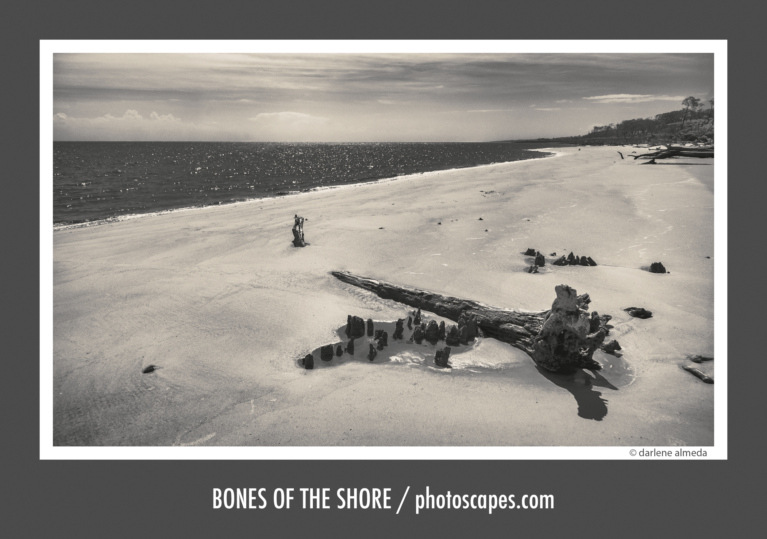 BONES OF THE SHORE