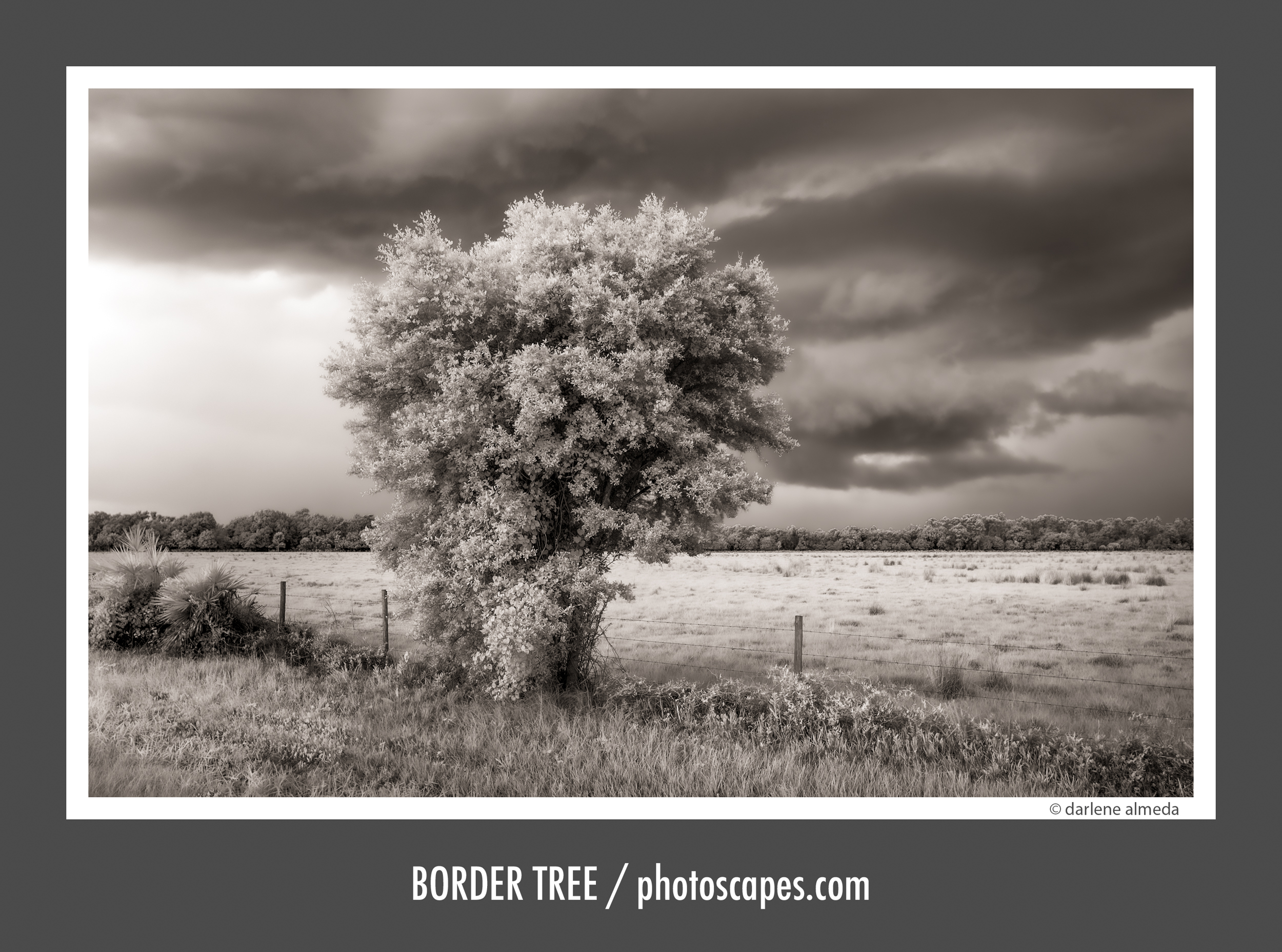 BORDER TREE