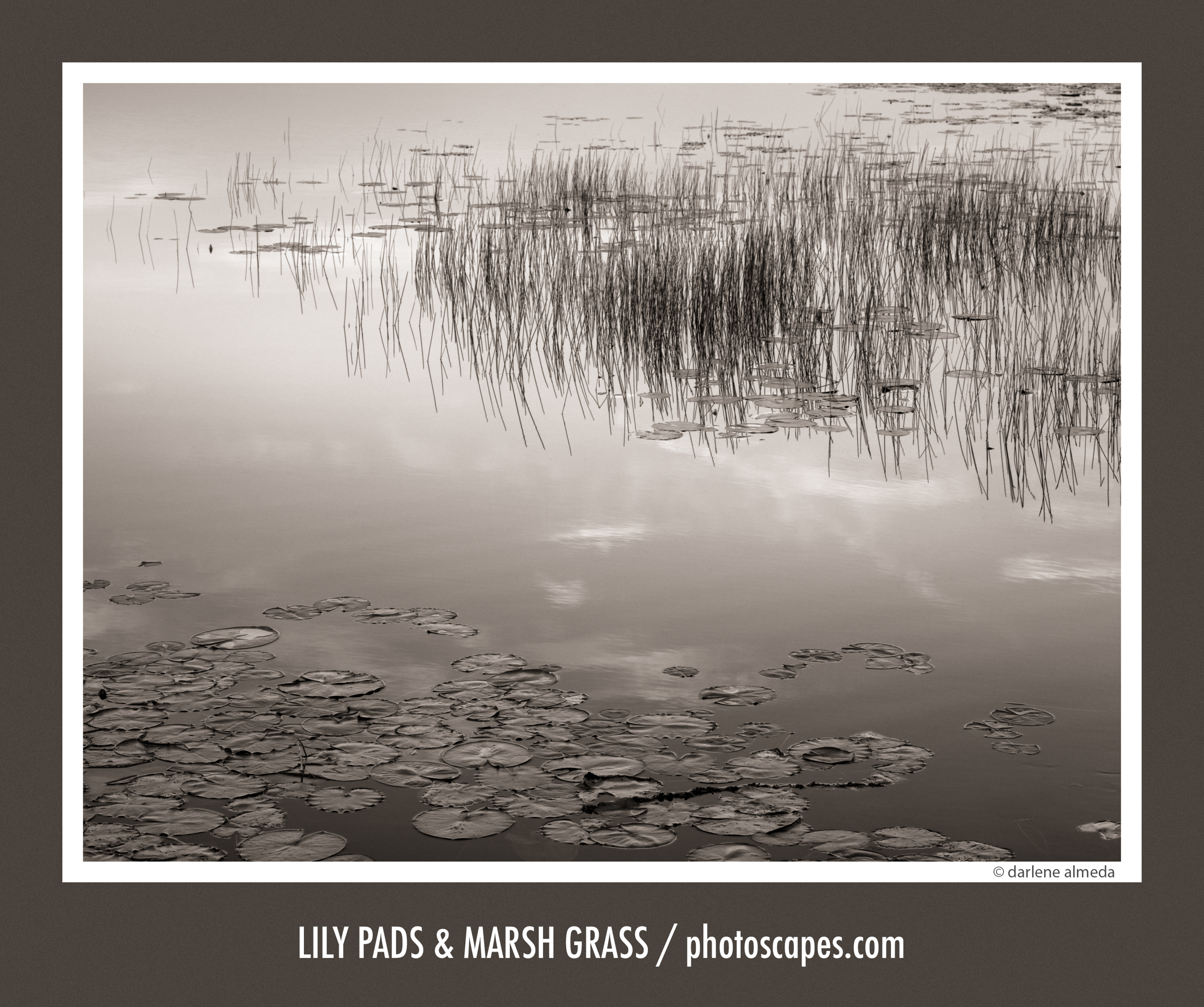 LILY PADS & MARSH GRASS