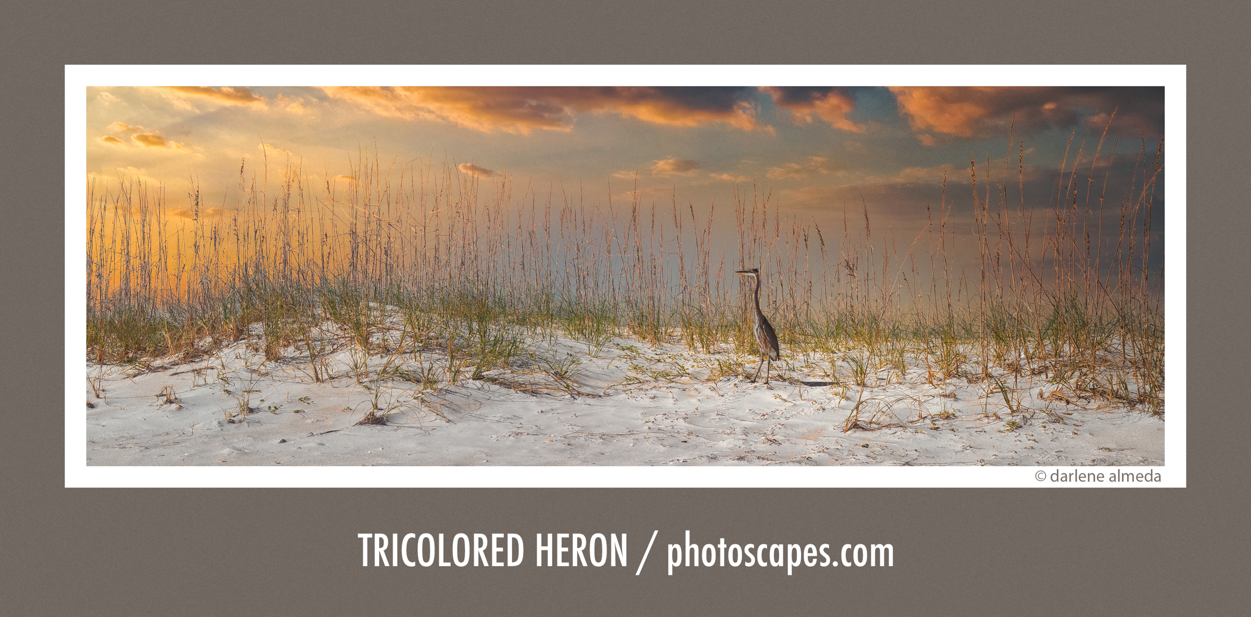 TRICOLORED HERON 907x + 45P