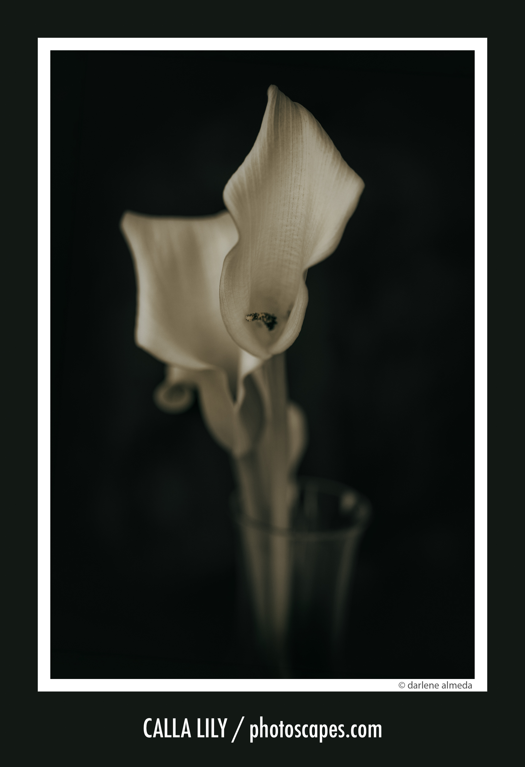 CALLA LILY
