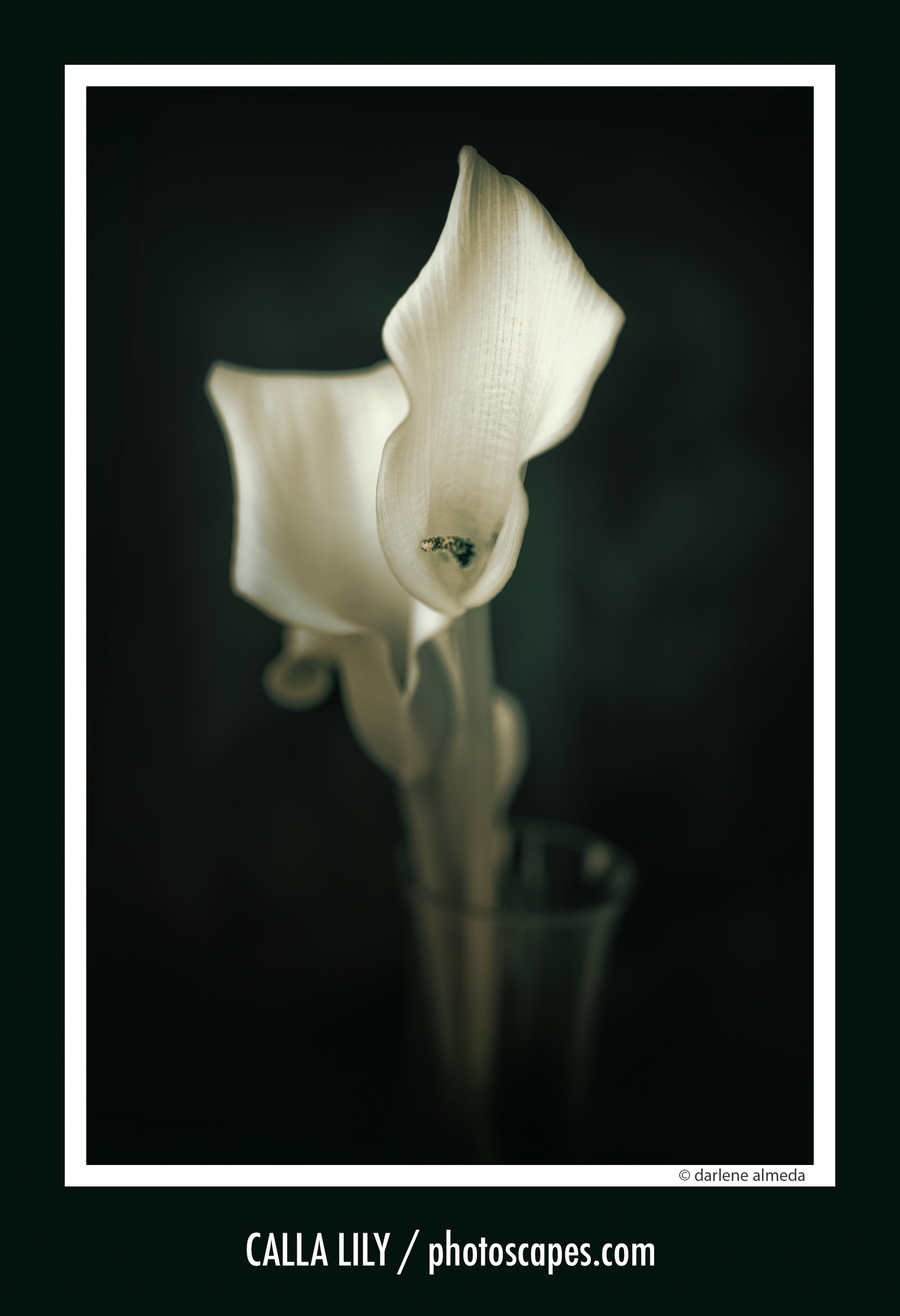 CALLA LILY 2026: HASSELBLAD 907X + CFi 120