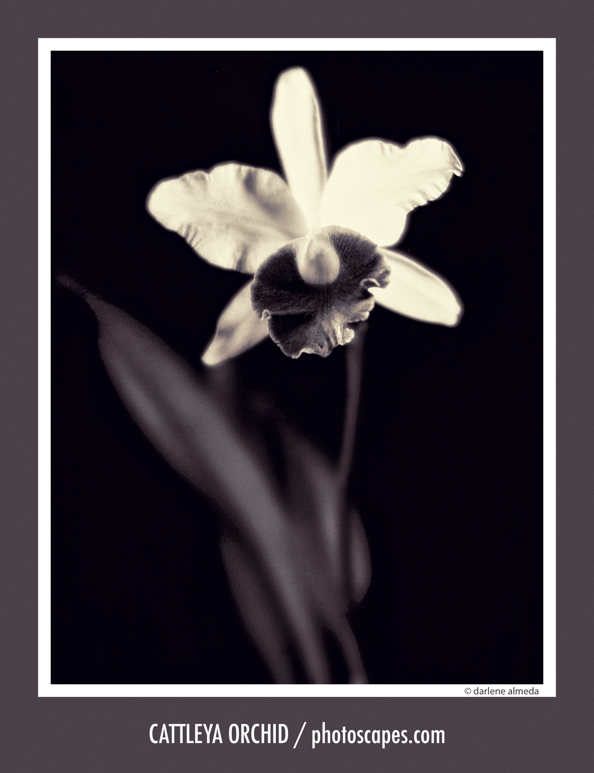 CATTLEYAS ORCHID #10080 | Rodenstock 120/5.6 M + Ebony 4x5 + Polaroid 55P/N 2007: EBONY 45SU + POLAROID 55