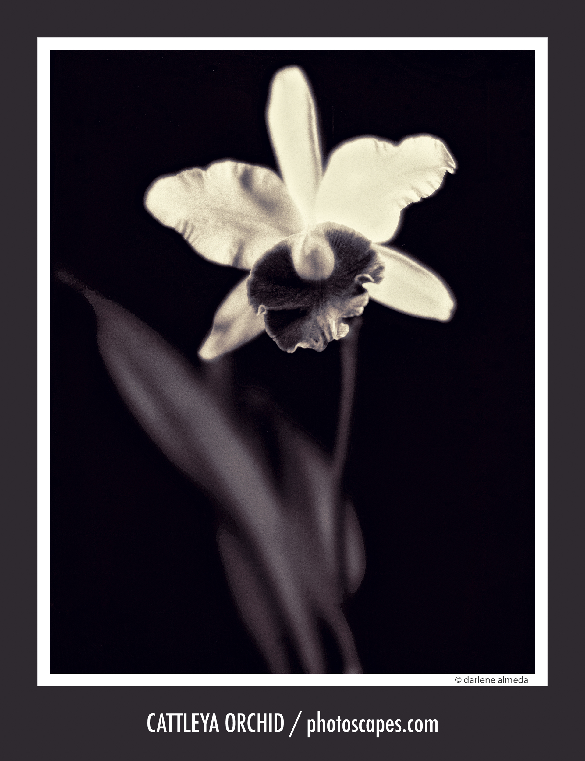 CATTLEYA ORCHID #10080 | Rodenstock 120/5.6 M + Ebony 4x5 + Polaroid 55P/N 2007: EBONY 4x5 + POLAROID 55