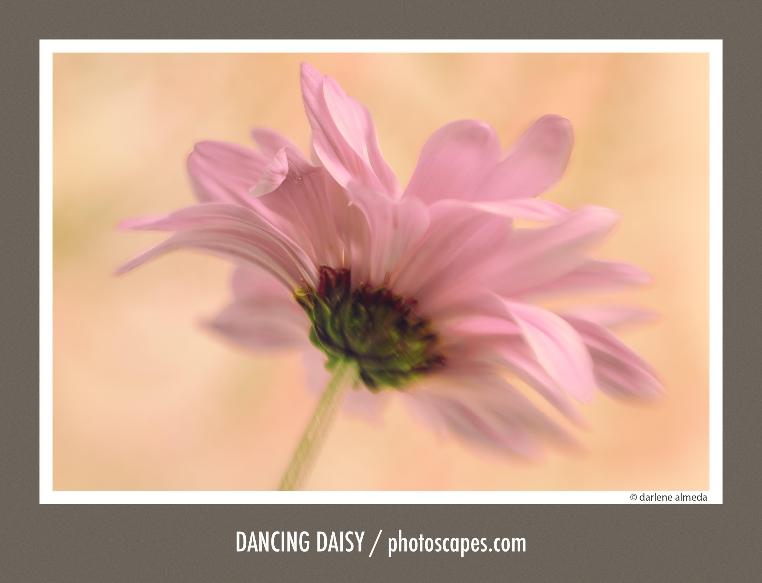 What Grocery Store Flowers Taught Me