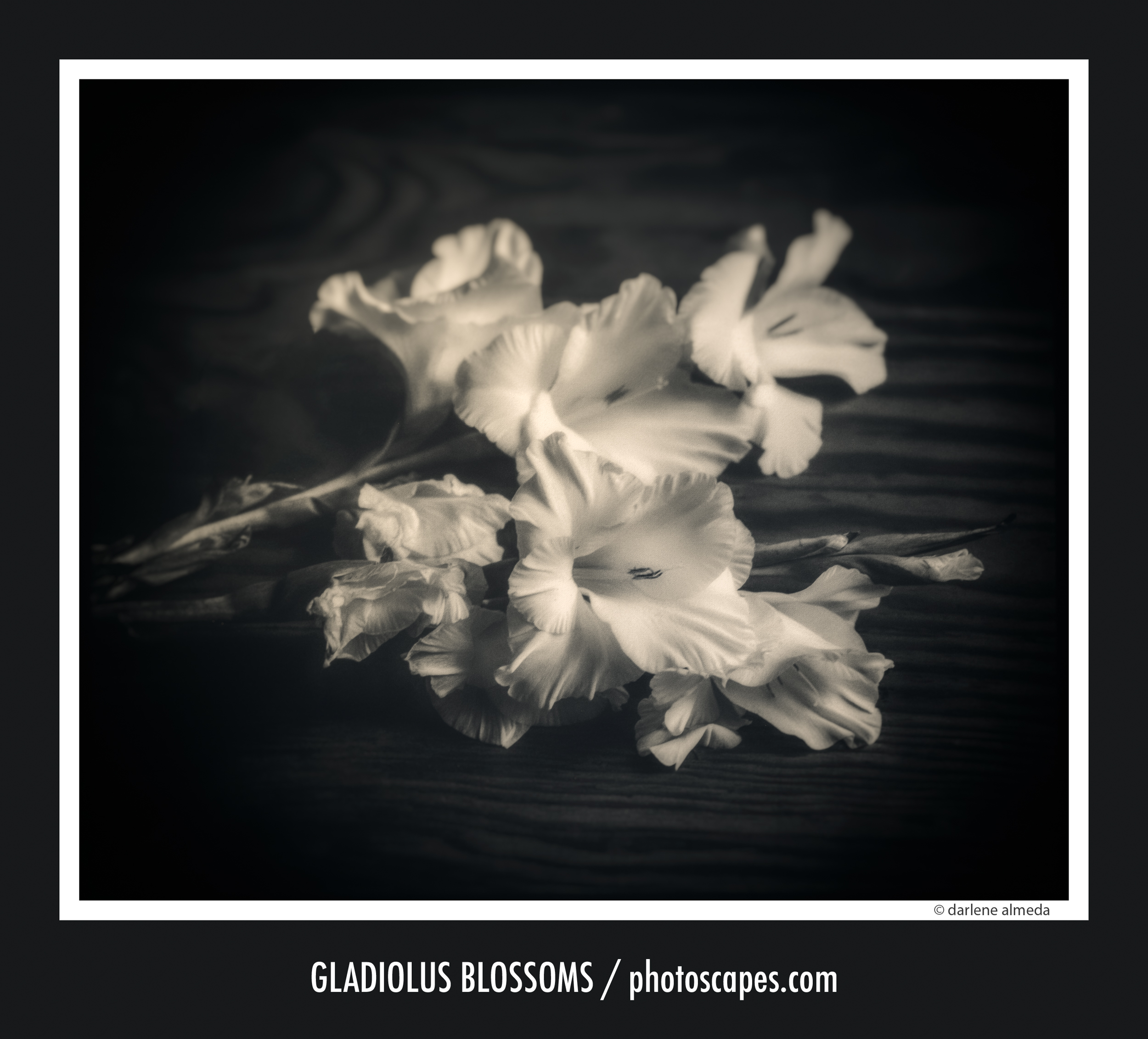 GLADIOLUS BLOSSOMS 2006: MAMIYA 7 II + EKTACHROME