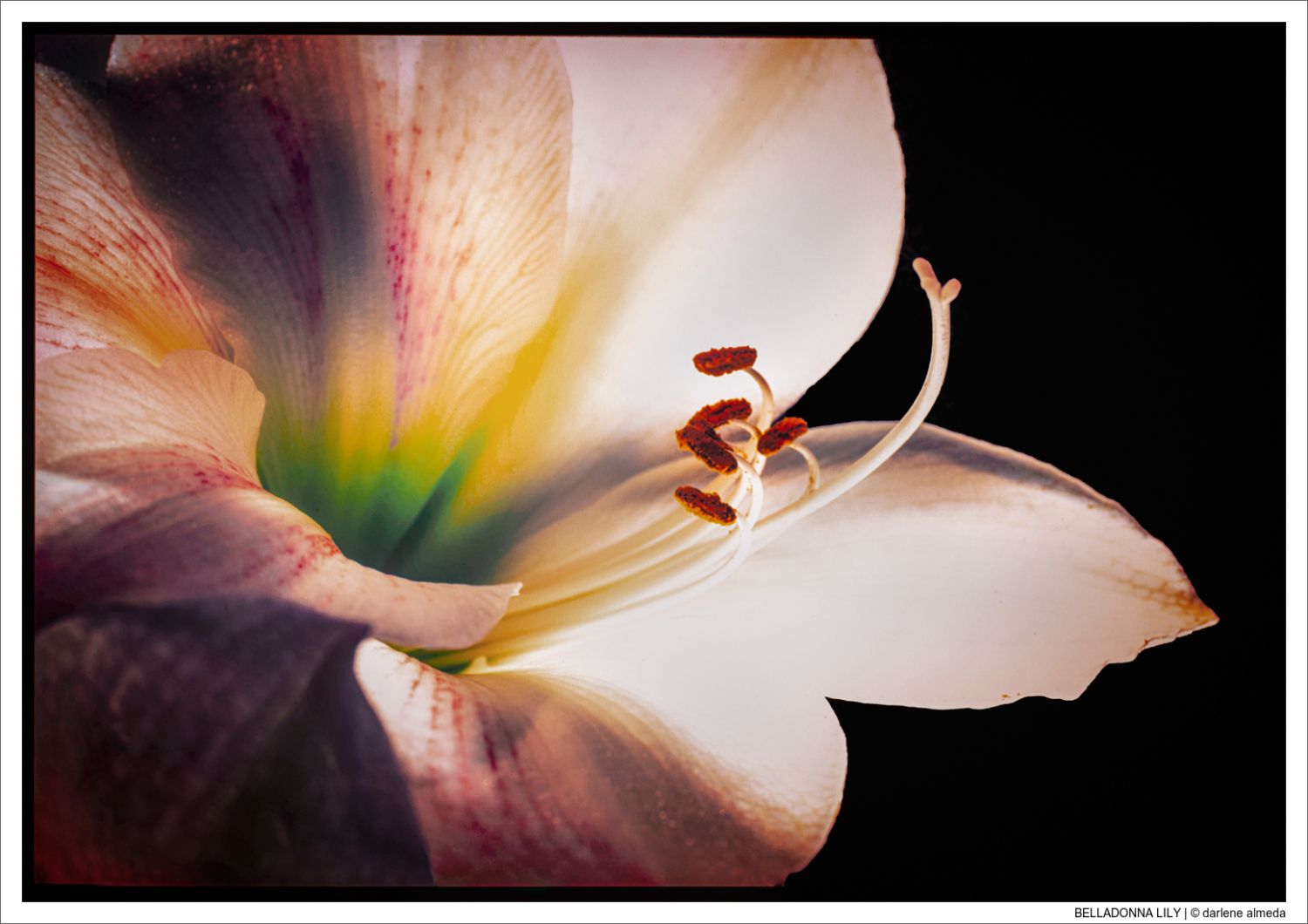 BELLADONNA LILY
