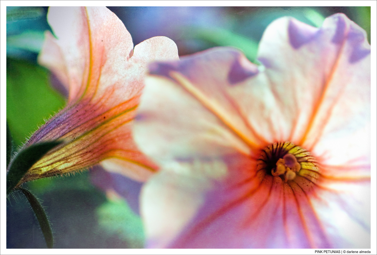 PINK PETUNIAS