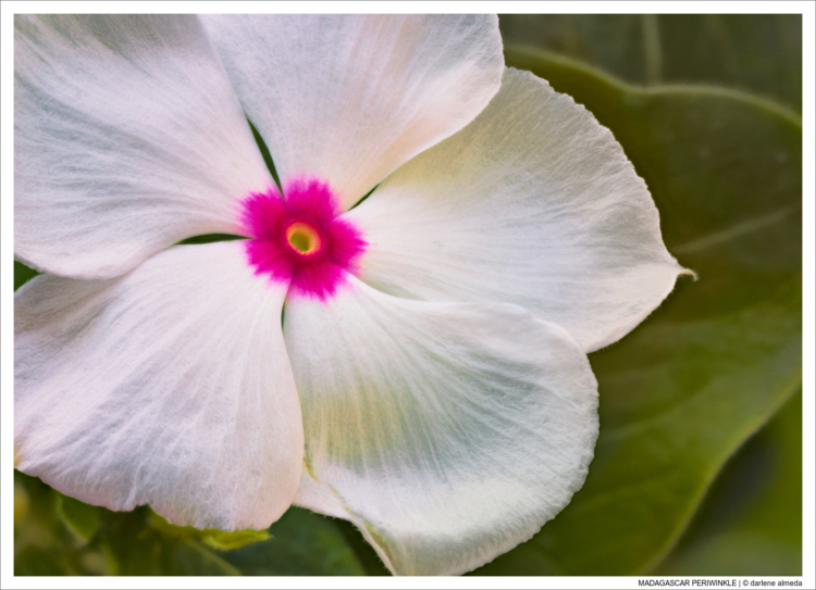 MADAGASCAR PERIWINKLE