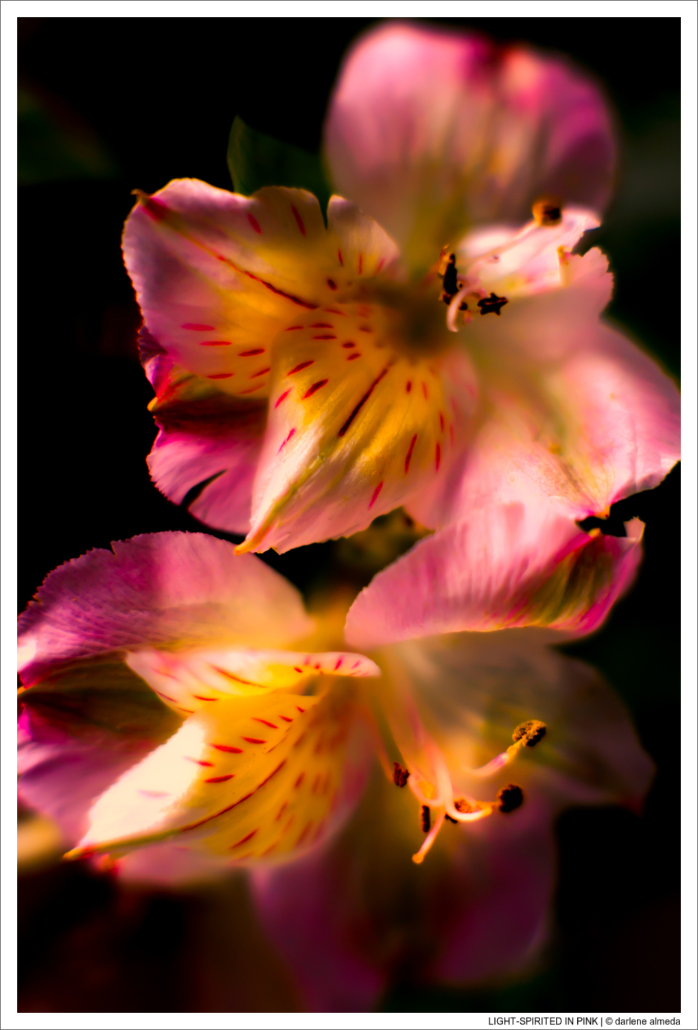 LIGHT-SPIRITED IN PINK