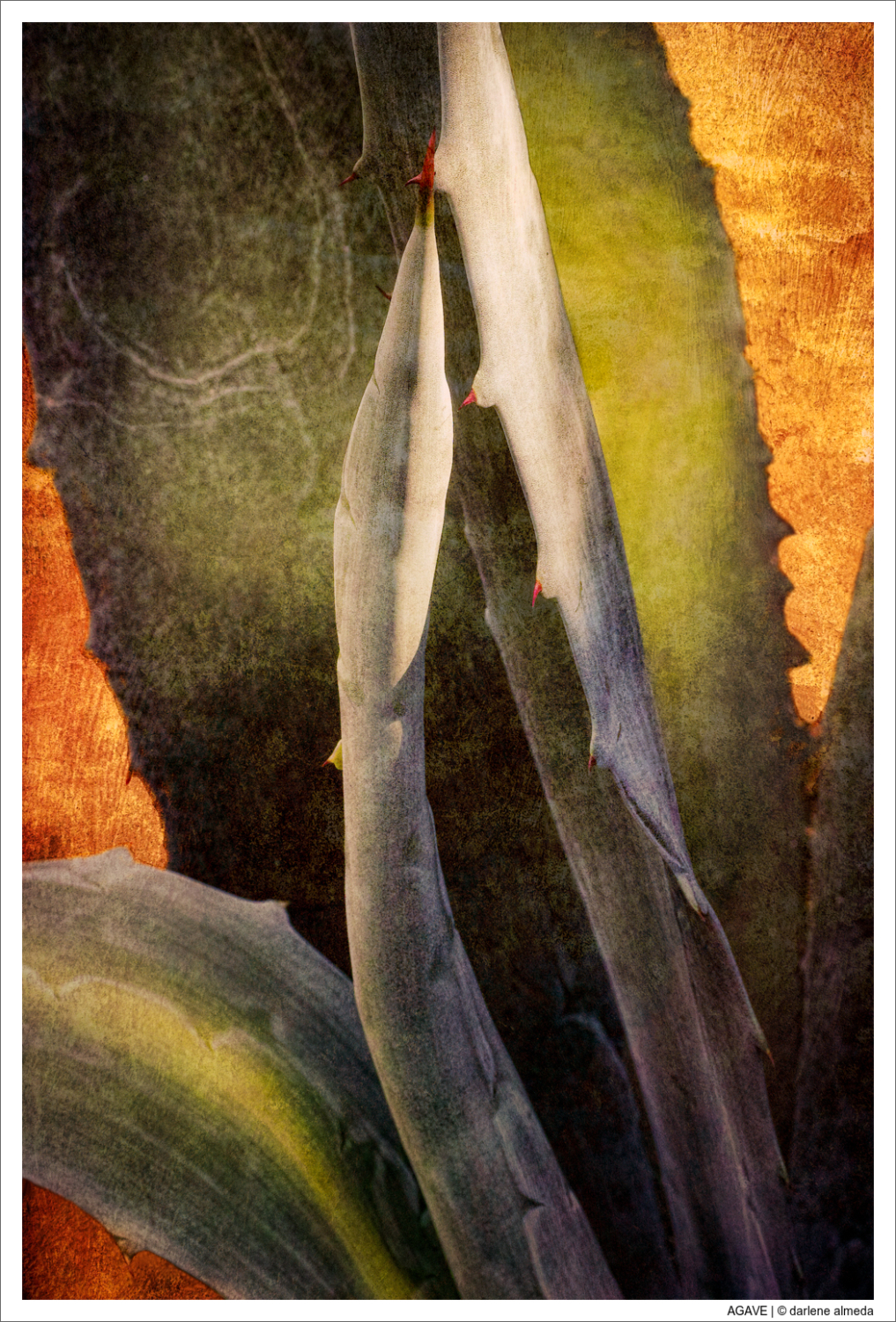 AGAVE
