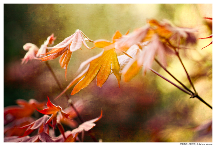 SPRING LEAVES