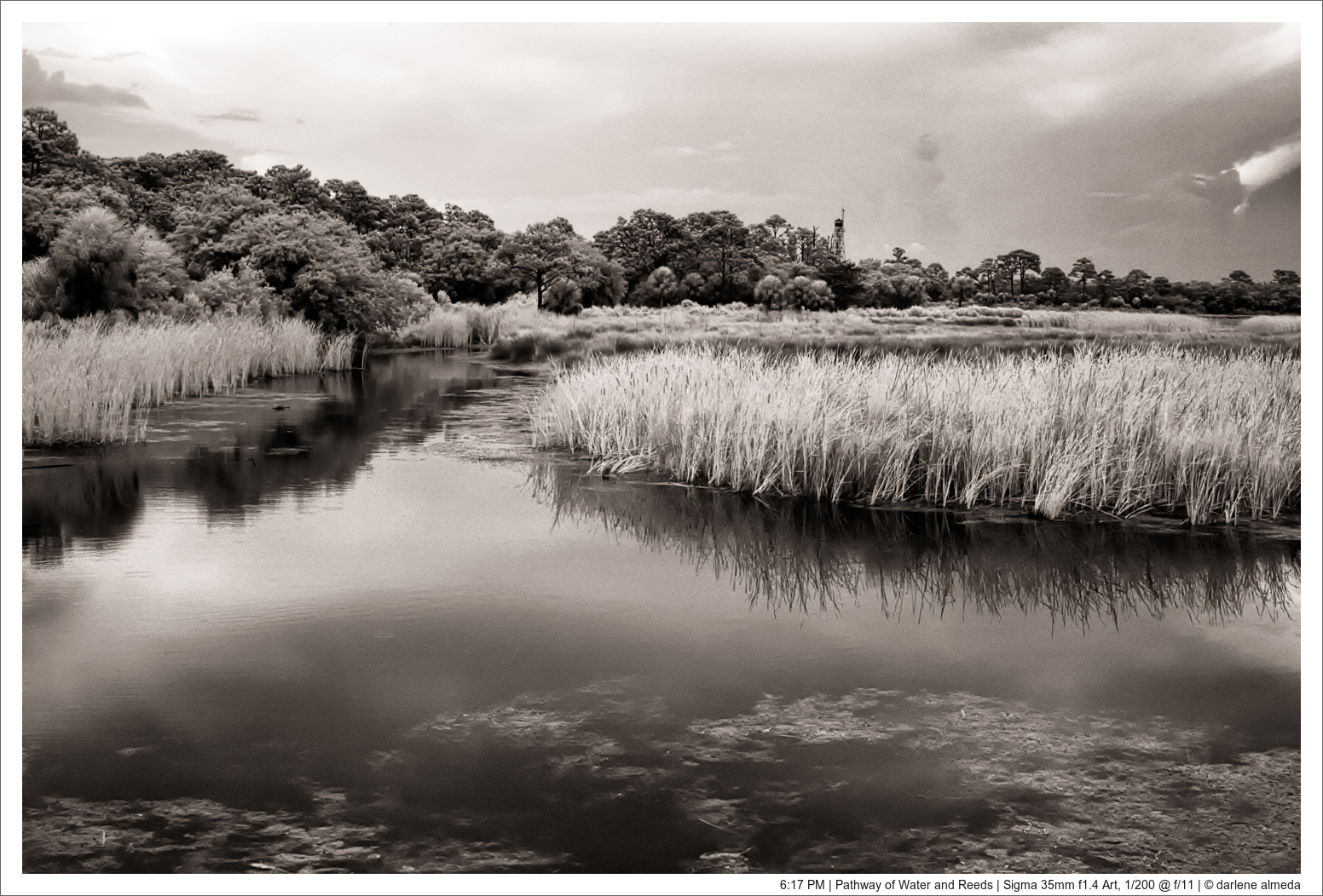 6:17 PM | Pathway of Water and Reeds | Sigma 35mm f1.4 Art, 1/200 @ f/11