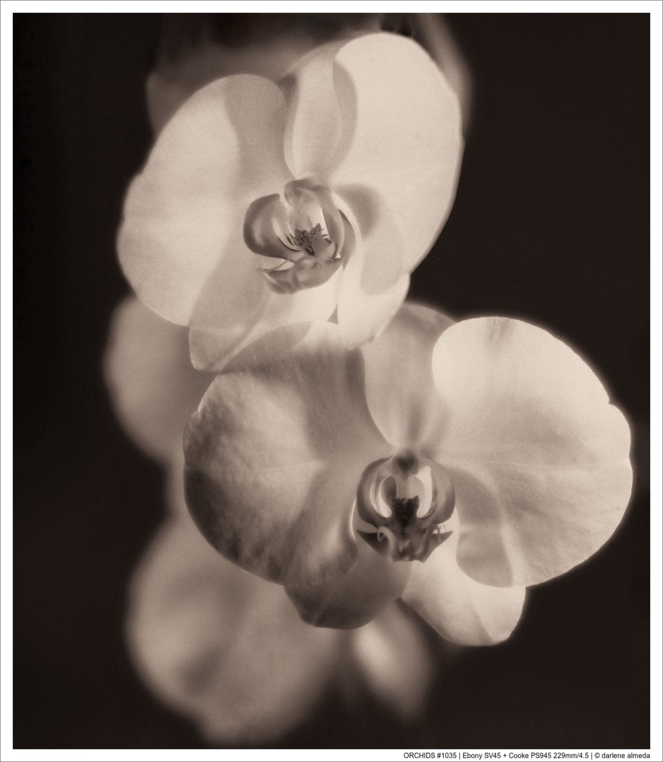 ORCHIDS #1035 | Ebony SV45 + Cooke PS945 229mm/4.5