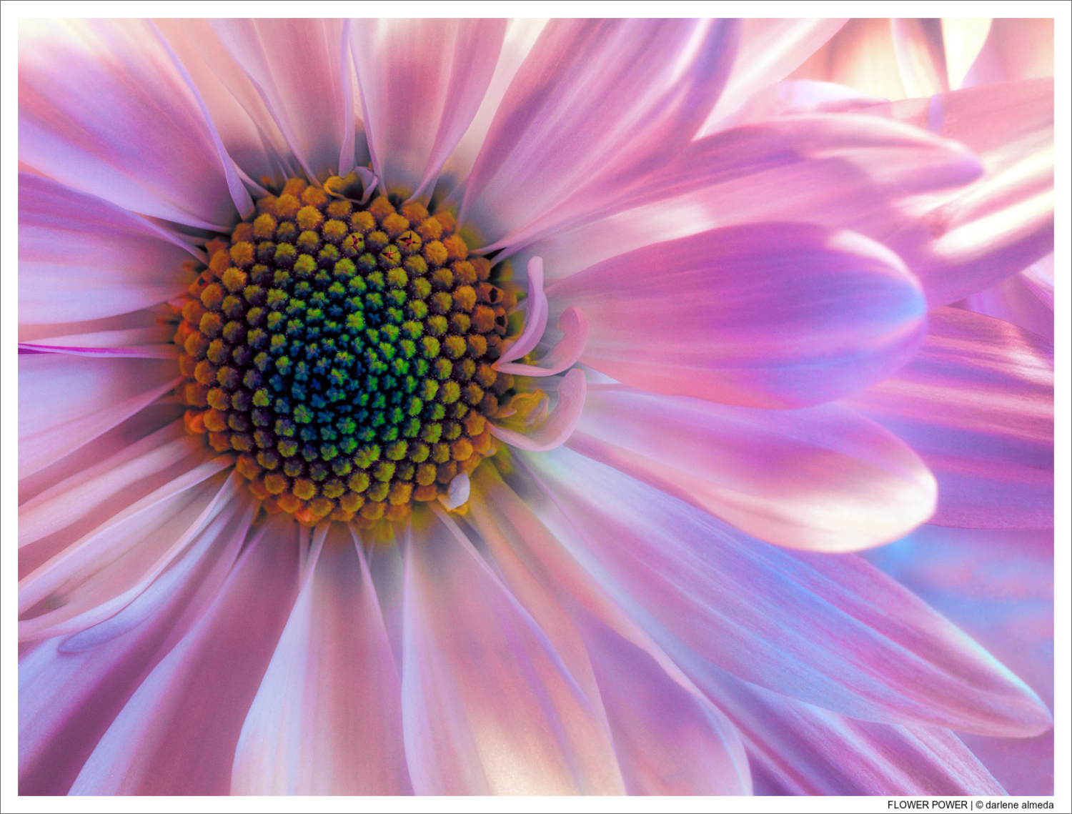 FLOWER POWER
