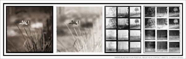 HASSELBLAD 6X6 FILM POSITIVE, NEGATIVE & CONTACT SHEETS