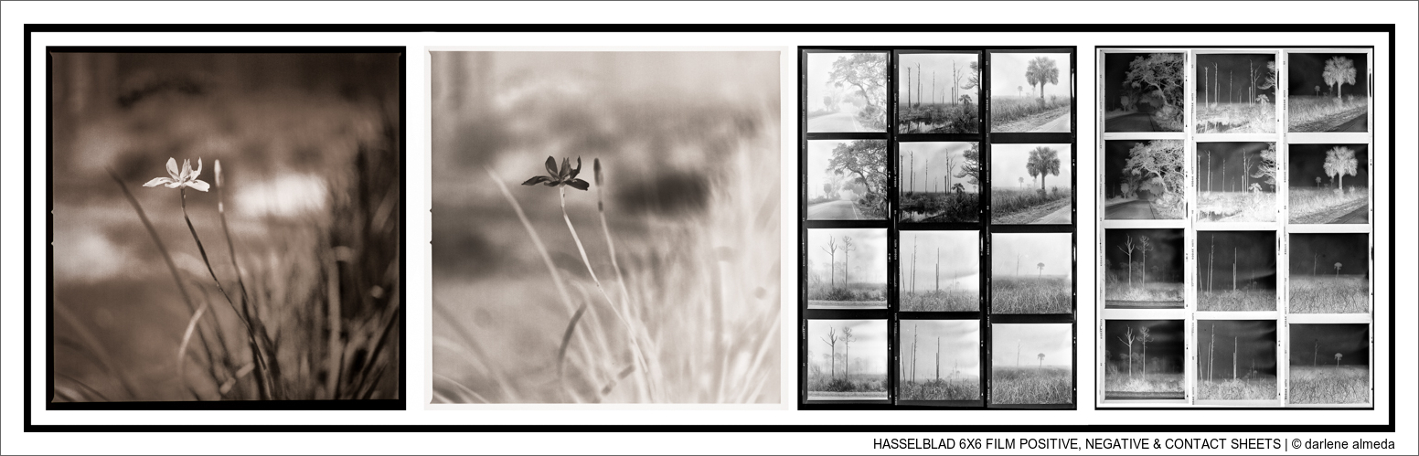 HASSELBLAD 6X6 FILM POSITIVE, NEGATIVE & CONTACT SHEETS