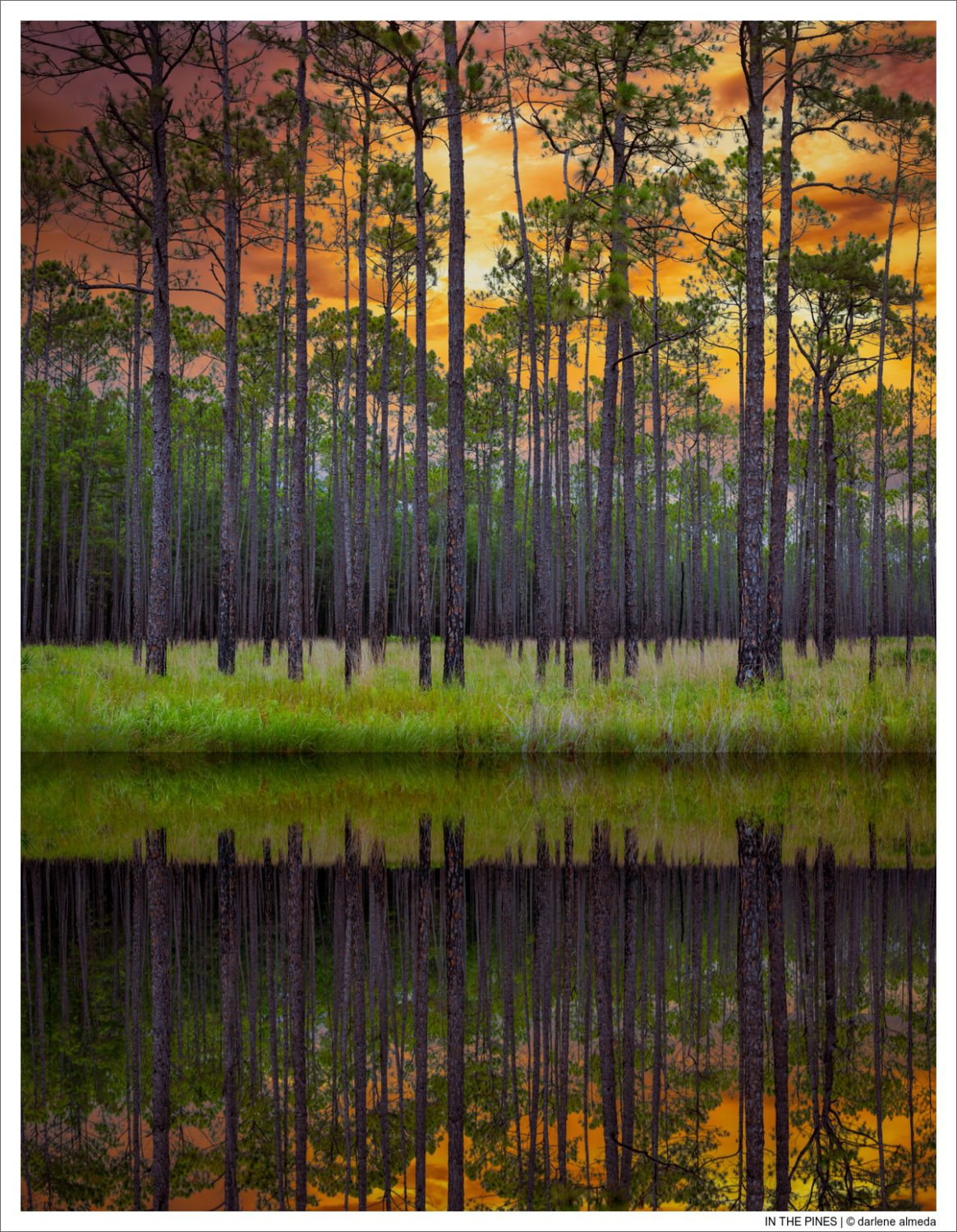 IN THE PINES
