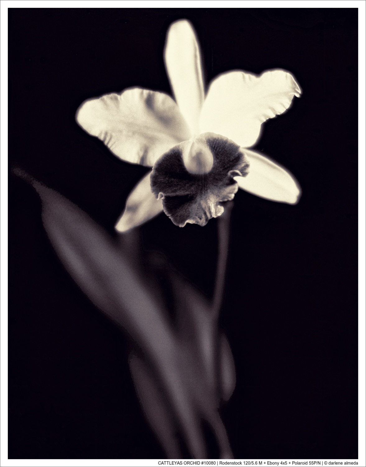 CATTLEYAS ORCHID #10080 | Rodenstock 120/5.6 M + Ebony 4x5 + Polaroid 55P/N