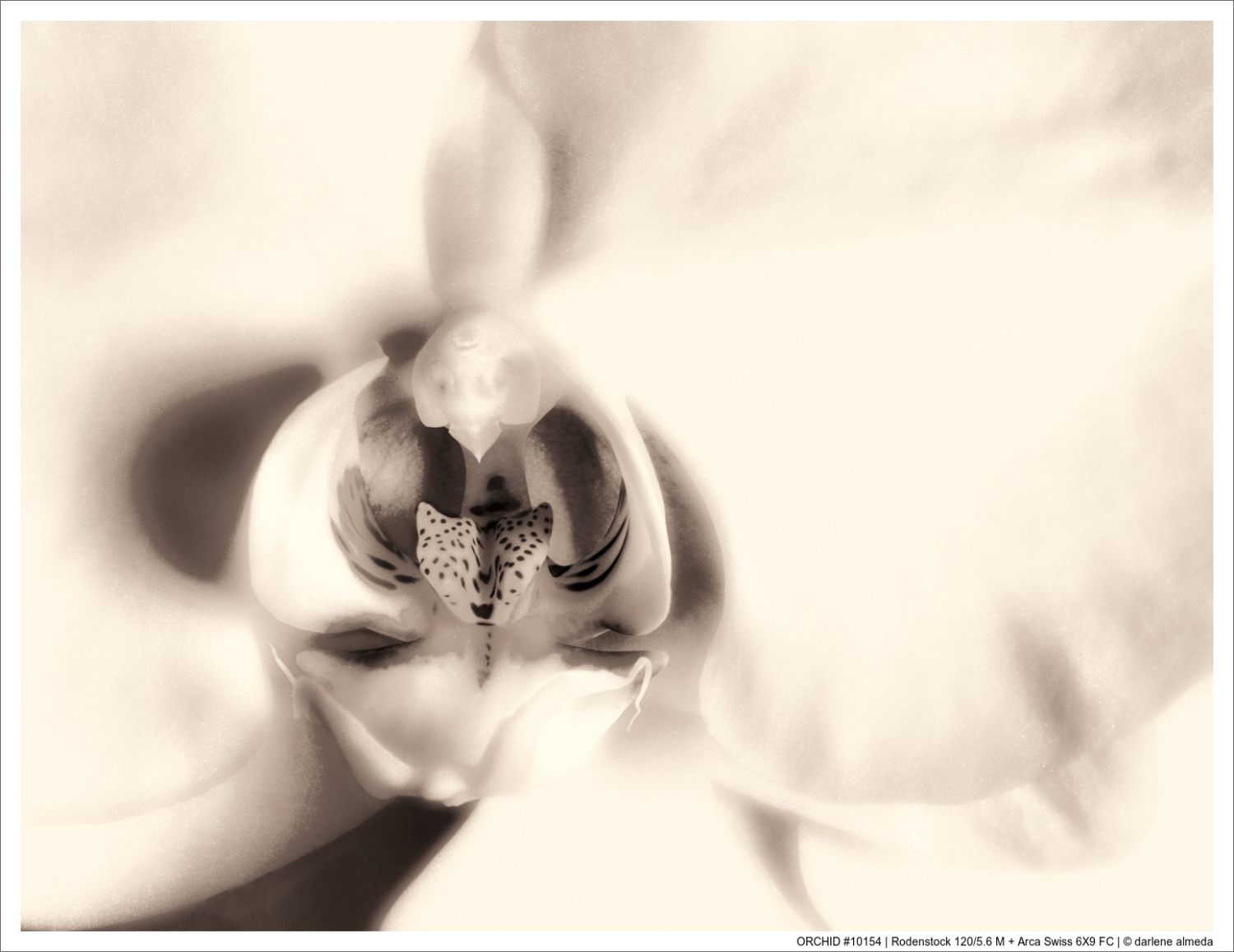 ORCHID #10154 | Rodenstock 120/5.6 M + Arca Swiss 6X9 FC