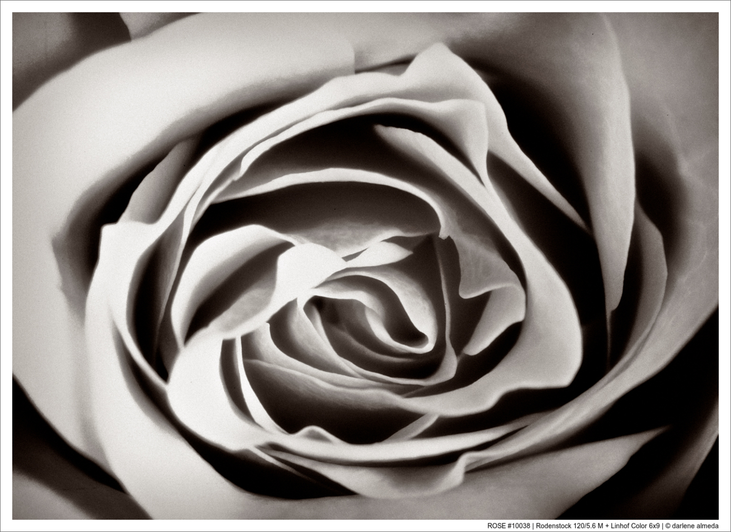 ROSE #10038 | Rodenstock 120/5.6 M + Linhof Color 6x9