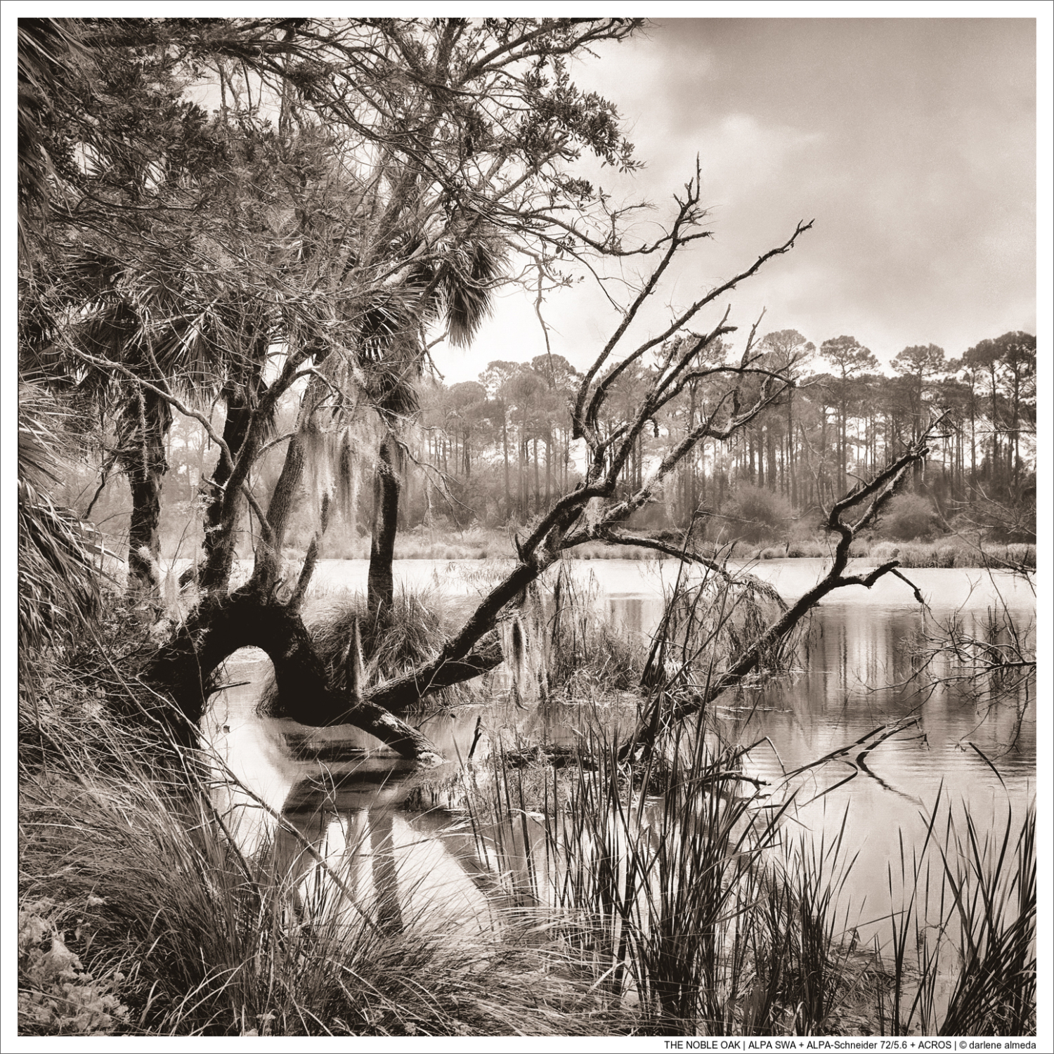 THE NOBLE OAK | ALPA SWA + ALPA-Schneider 72/5.6 + ACROS