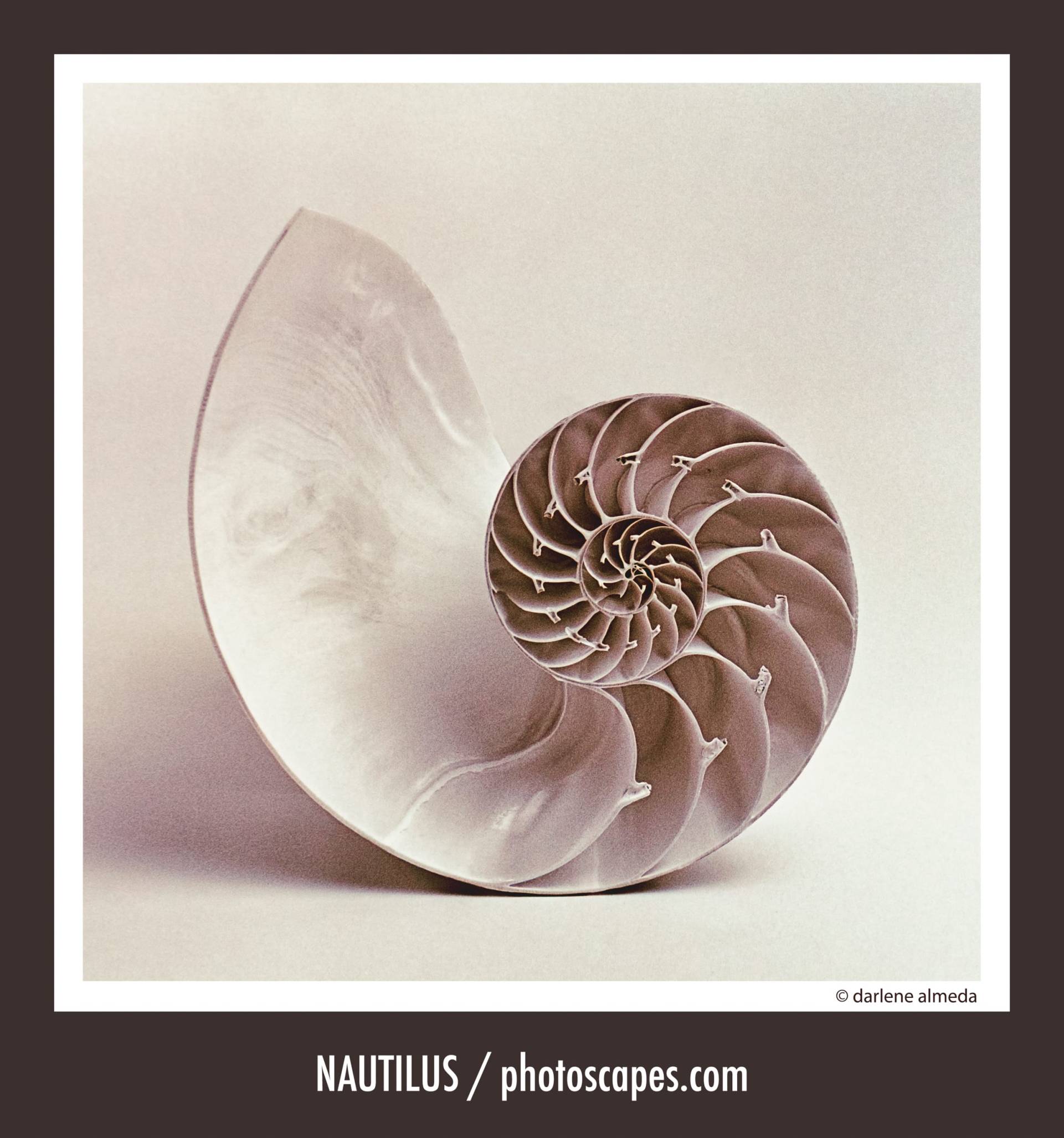 NAUTILUS SHELL