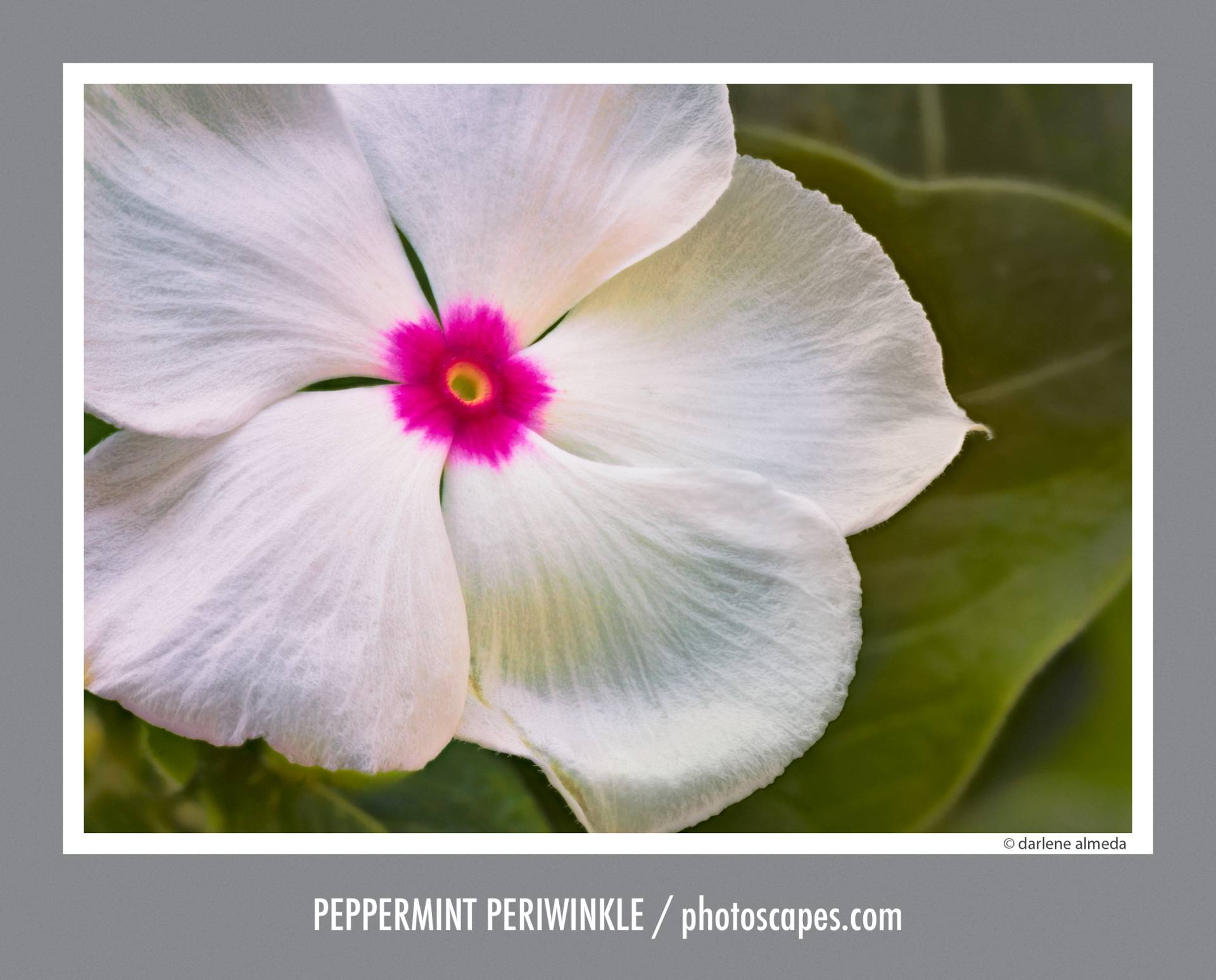 PEPPERMINT PERIWINKLE