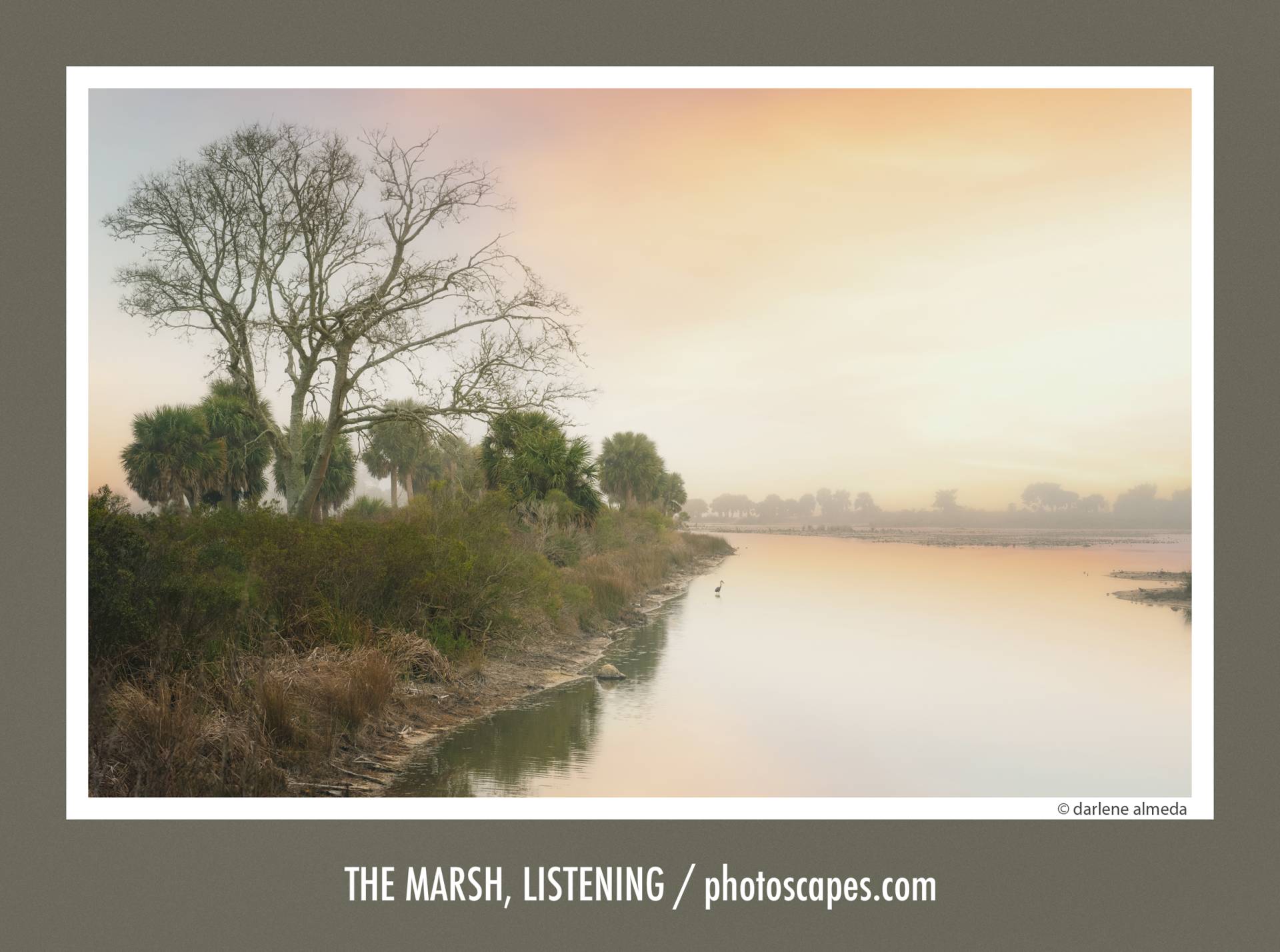 THE MARSH LISTENING