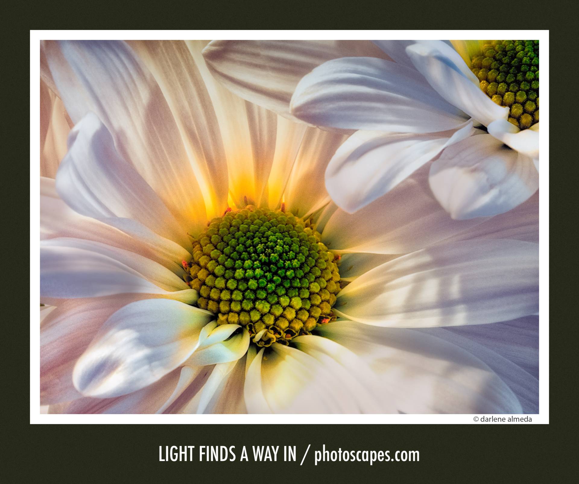 LIGHT FINDS A WAY IN