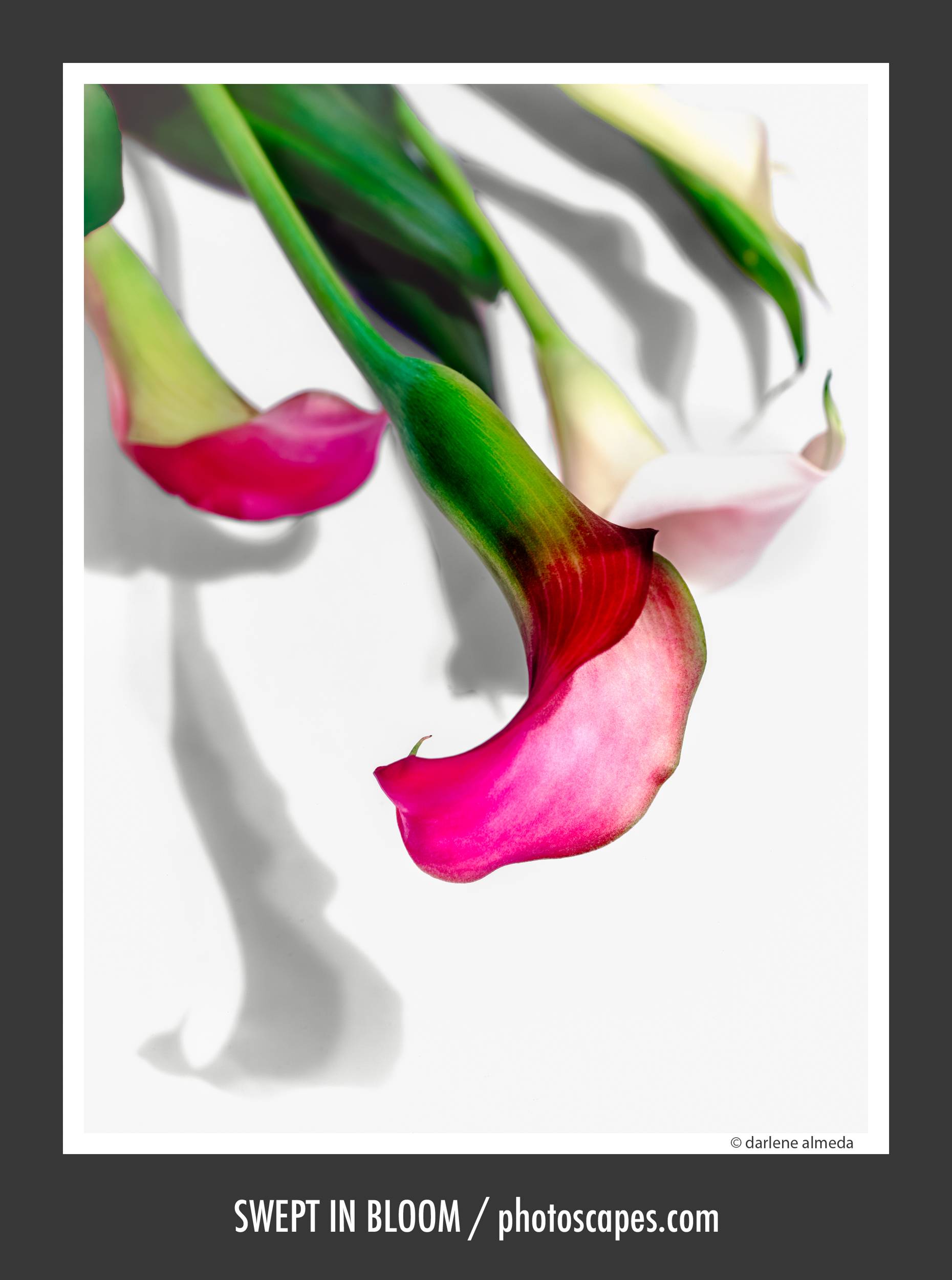 PINK CALLA LILIES